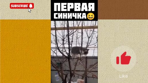 Русские Приколы Порно Видео | kirinfo.ru