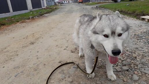 Большой привет от Алтая Волчкова 🐶