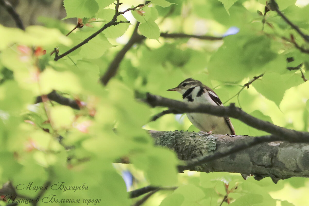 Древесная трясогузка. Снято с помощью аудиоприманивания