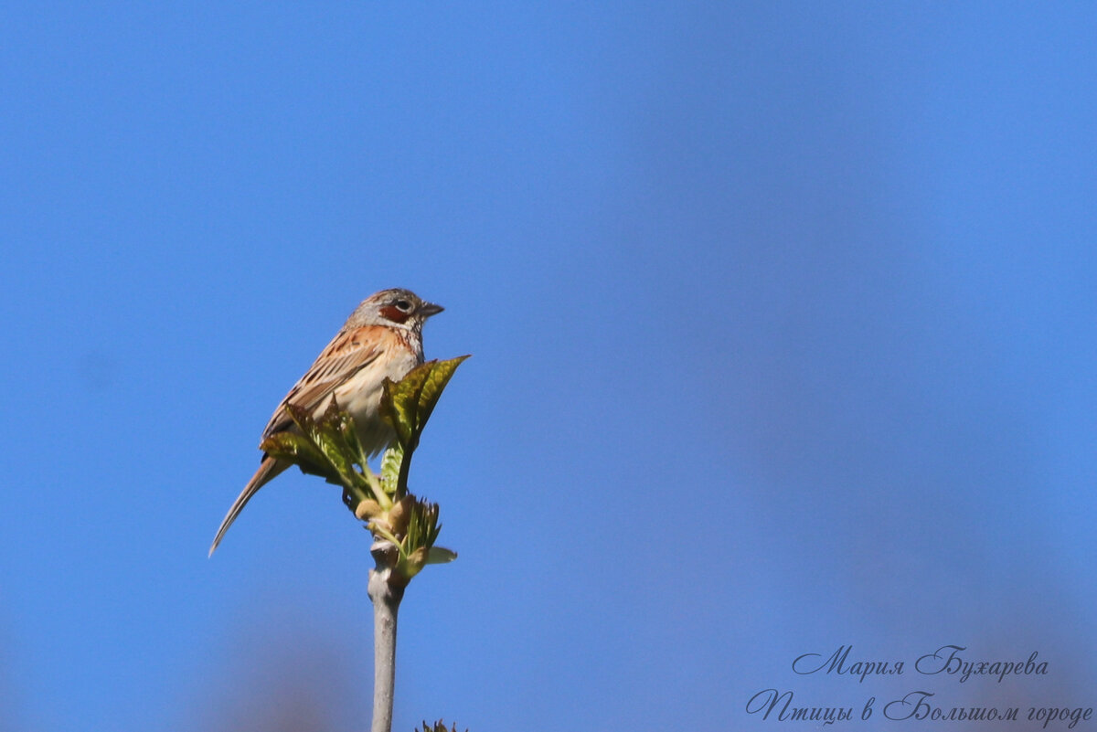Ошейниковая овсянка