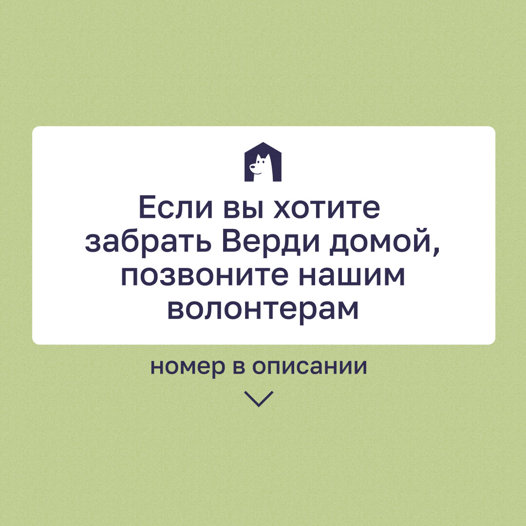 Верди в поисках своего человека | Приют в Печатниках | Дзен