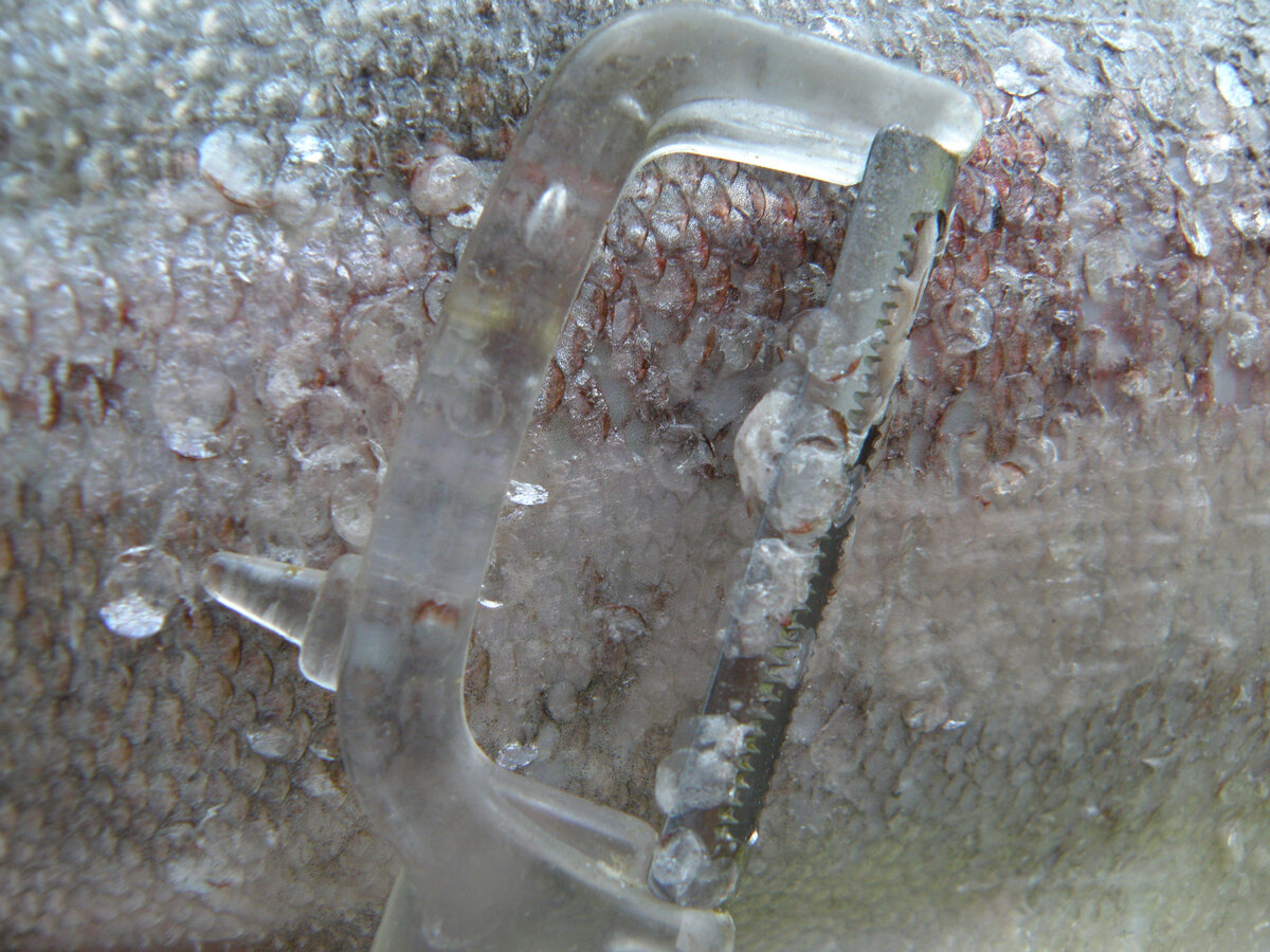 Не выбрасываем ничего - все это пойдет на уху