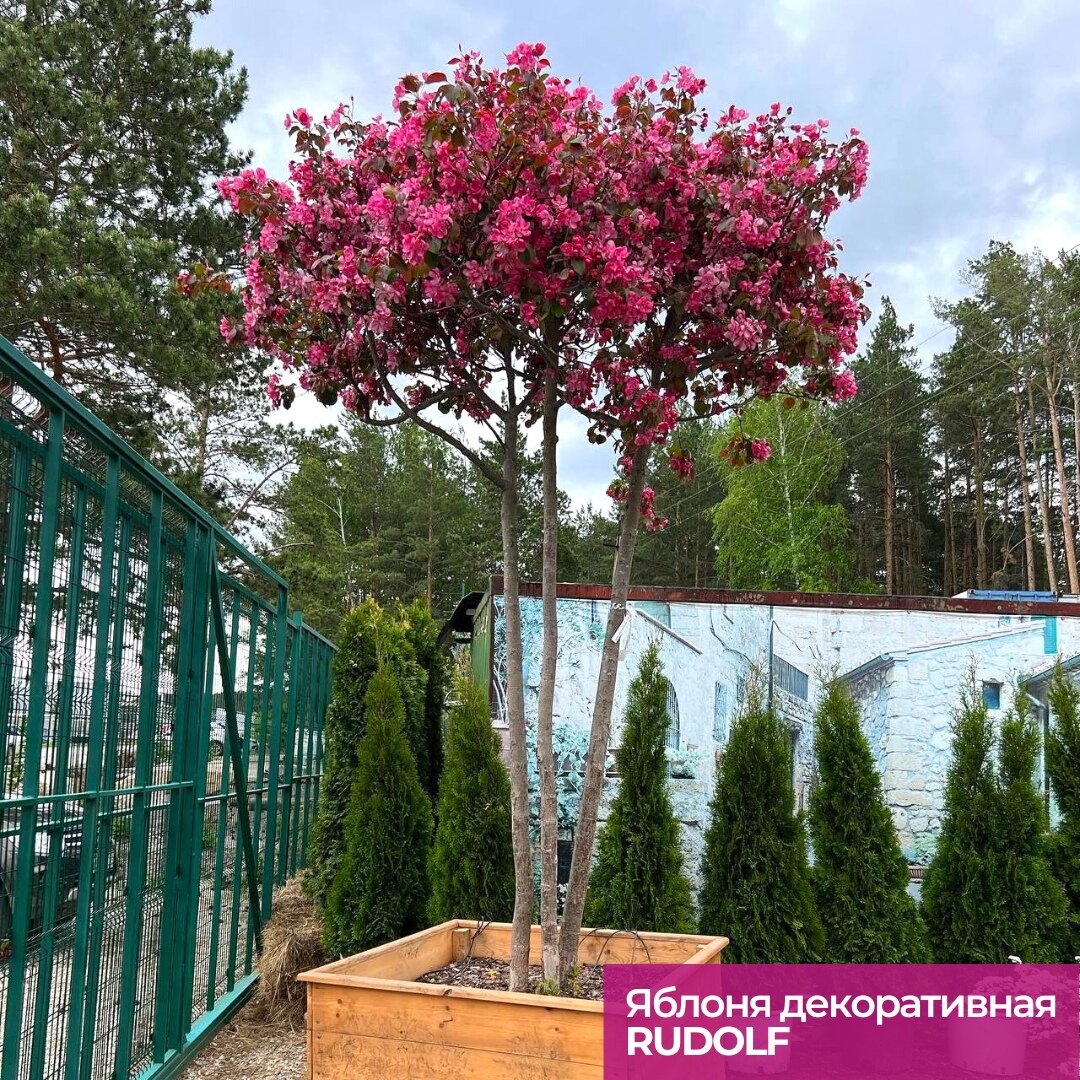 Конец мая — пора роста и цветения растений. В это время обычно чувствуешь себя по-другому, более живым, энергичным и обновленным.-3-3