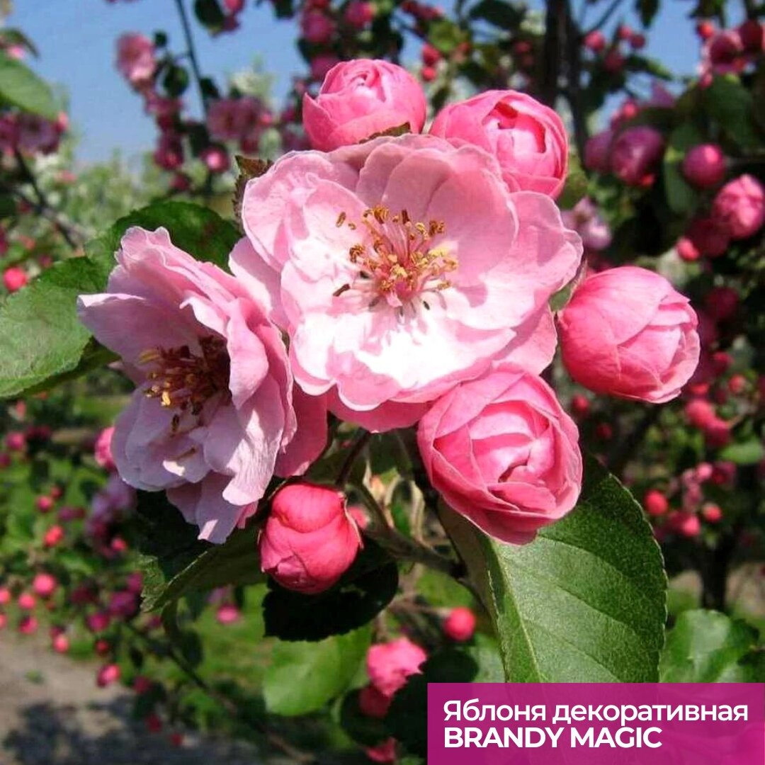 Конец мая — пора роста и цветения растений. В это время обычно чувствуешь себя по-другому, более живым, энергичным и обновленным.-4-2