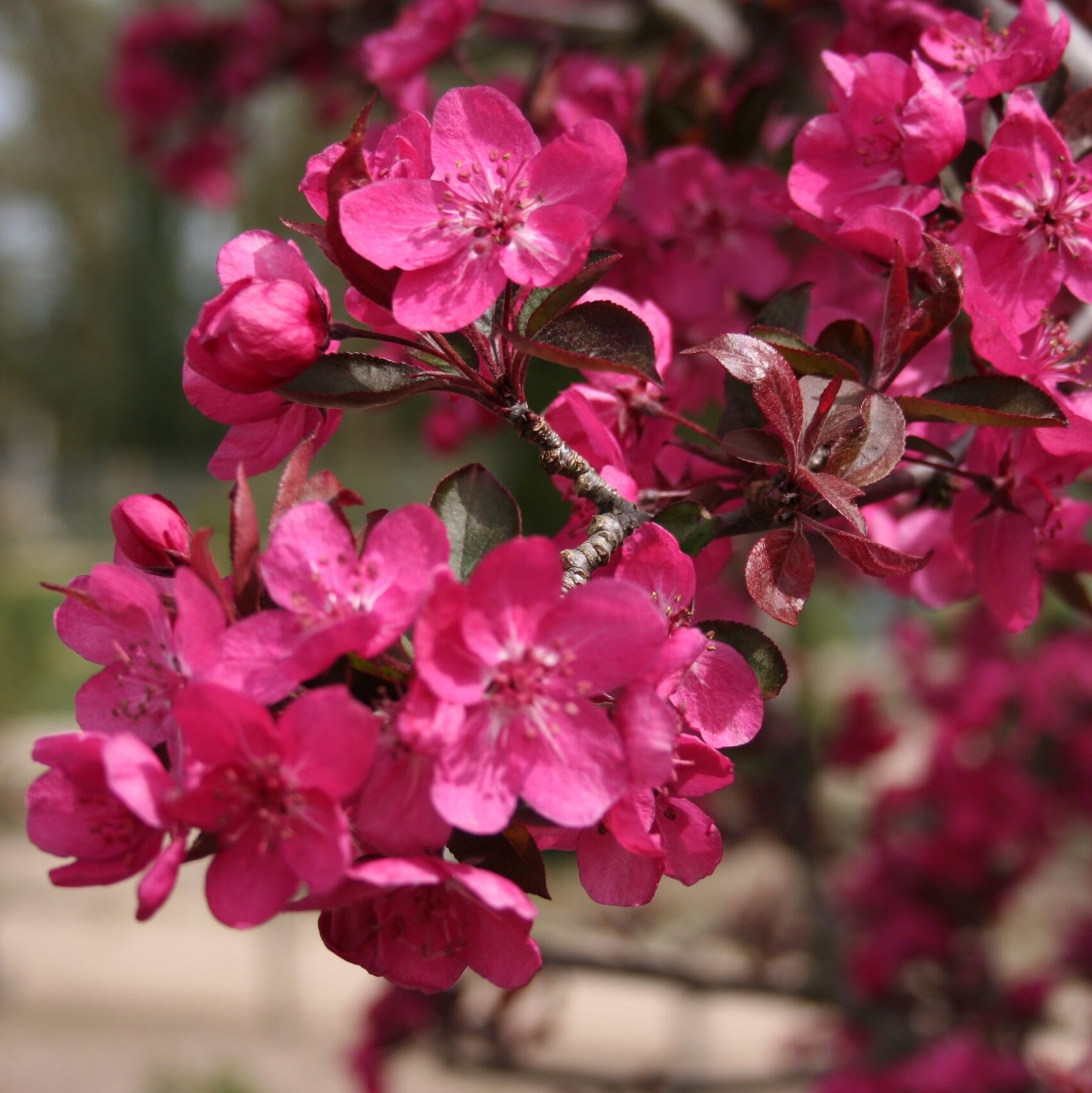Яблони декоративные — Защита цветения