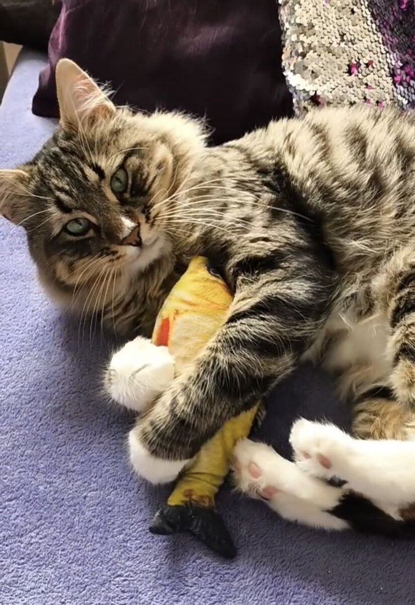 Кот Пиносол