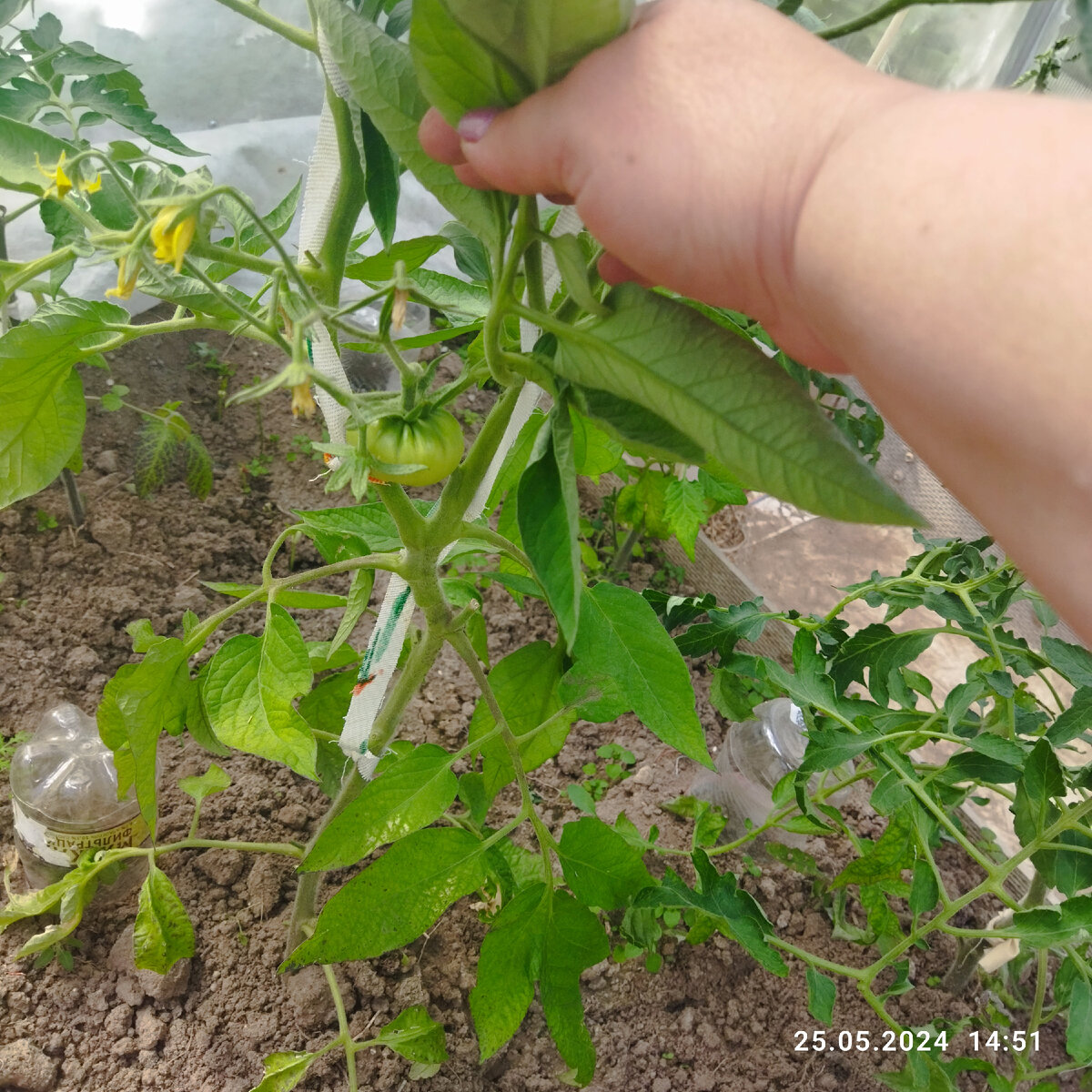 Завязалась неделю назад. Сейчас и на второй кисти есть горошинка помидорки