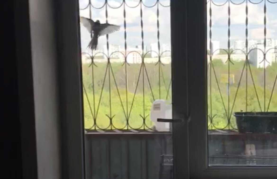 Хичкок бы оценил