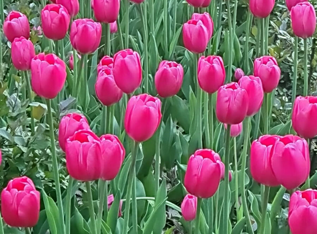 Тюльпан Геснера