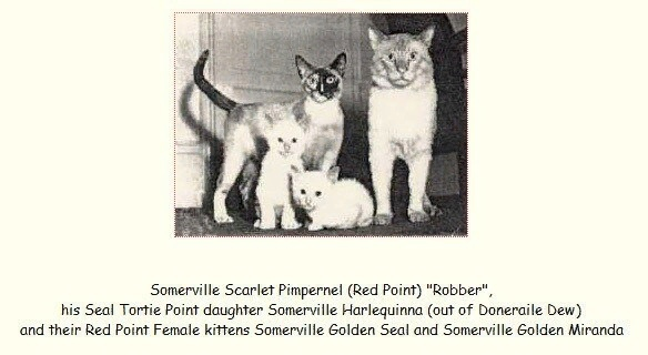 На этом изображении вы видите кота Somerville Scarlet Pimpernel (Red Point) "Robber", его дочь окраса сил-торти пойнт Somerville Harlequinna, и их девочки окраса ред пойнт Somerville Golden Seal и Somerville Golden Miranda