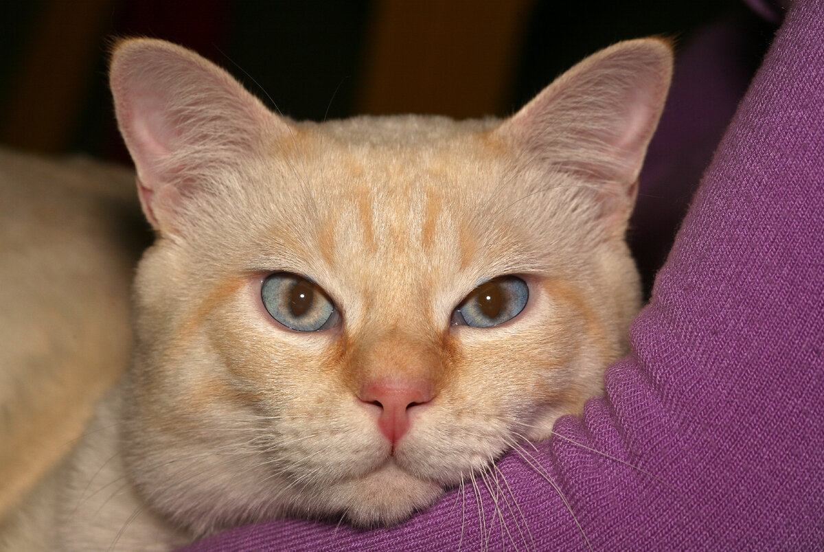 Чемпион мира Шиповник Тайская Династия