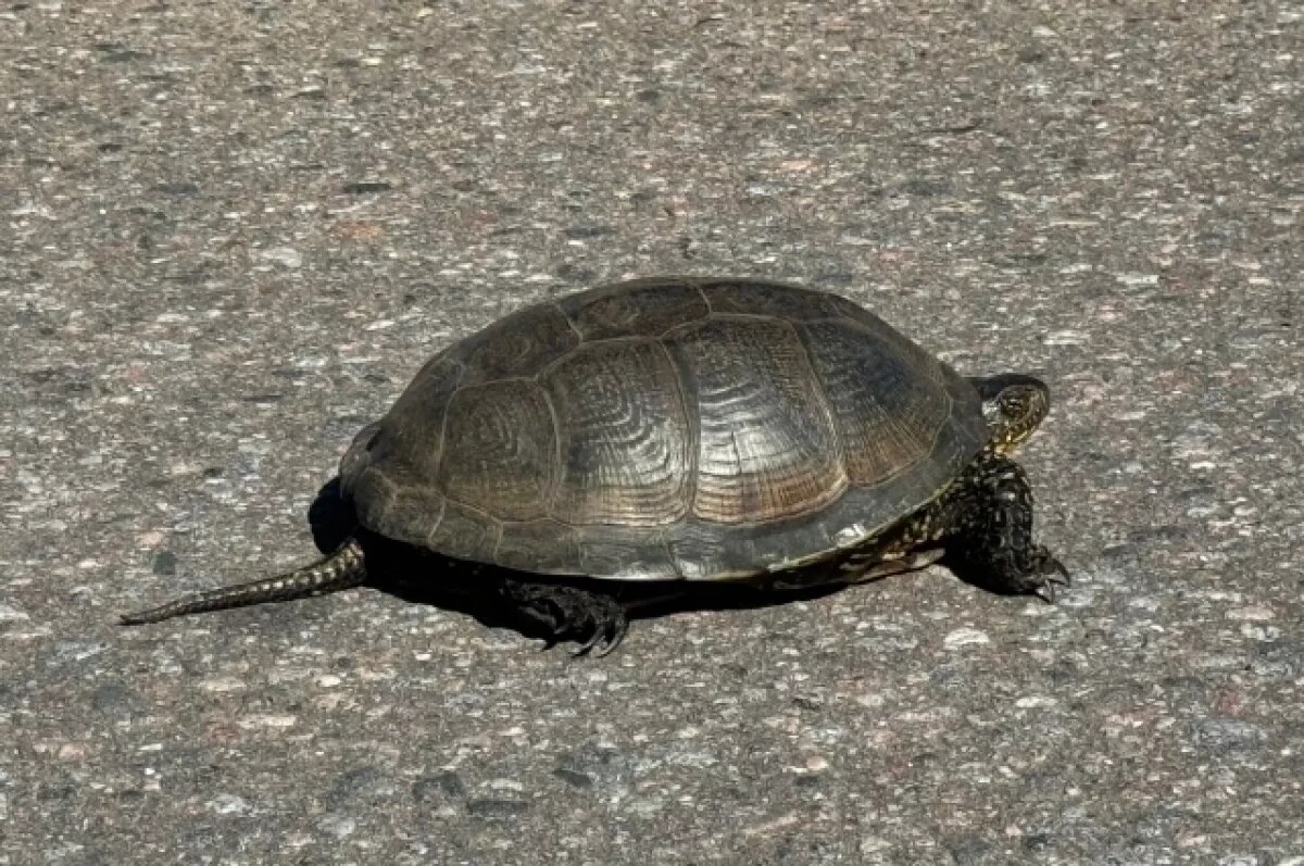    Глава Ржевского округа Роман Крылов спас на автодороге черепаху