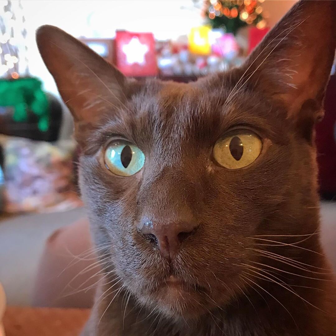 Гавана браун. Фото из Интернета.