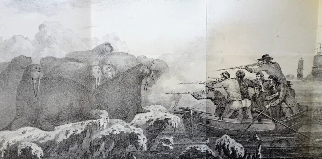 Охота на моржей. Гравюра 1823 г.