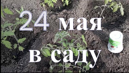 24 мая в саду