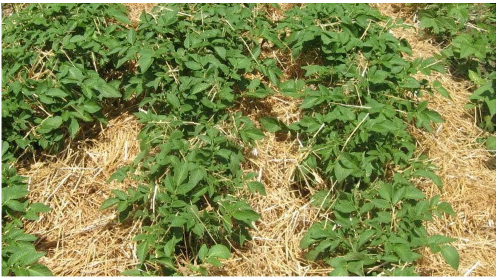 Когда долгое время светит солнце и нет дождей, то посадки картофеля можно укрыть мульчей. Для этих целей отлично подходит скошенная трава