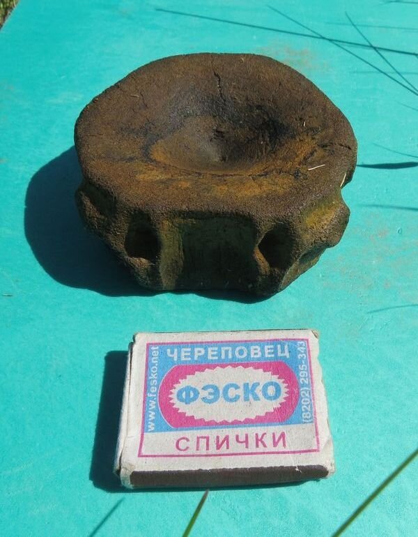    В Ивановской области обнаружен позвонок ихтиозавра