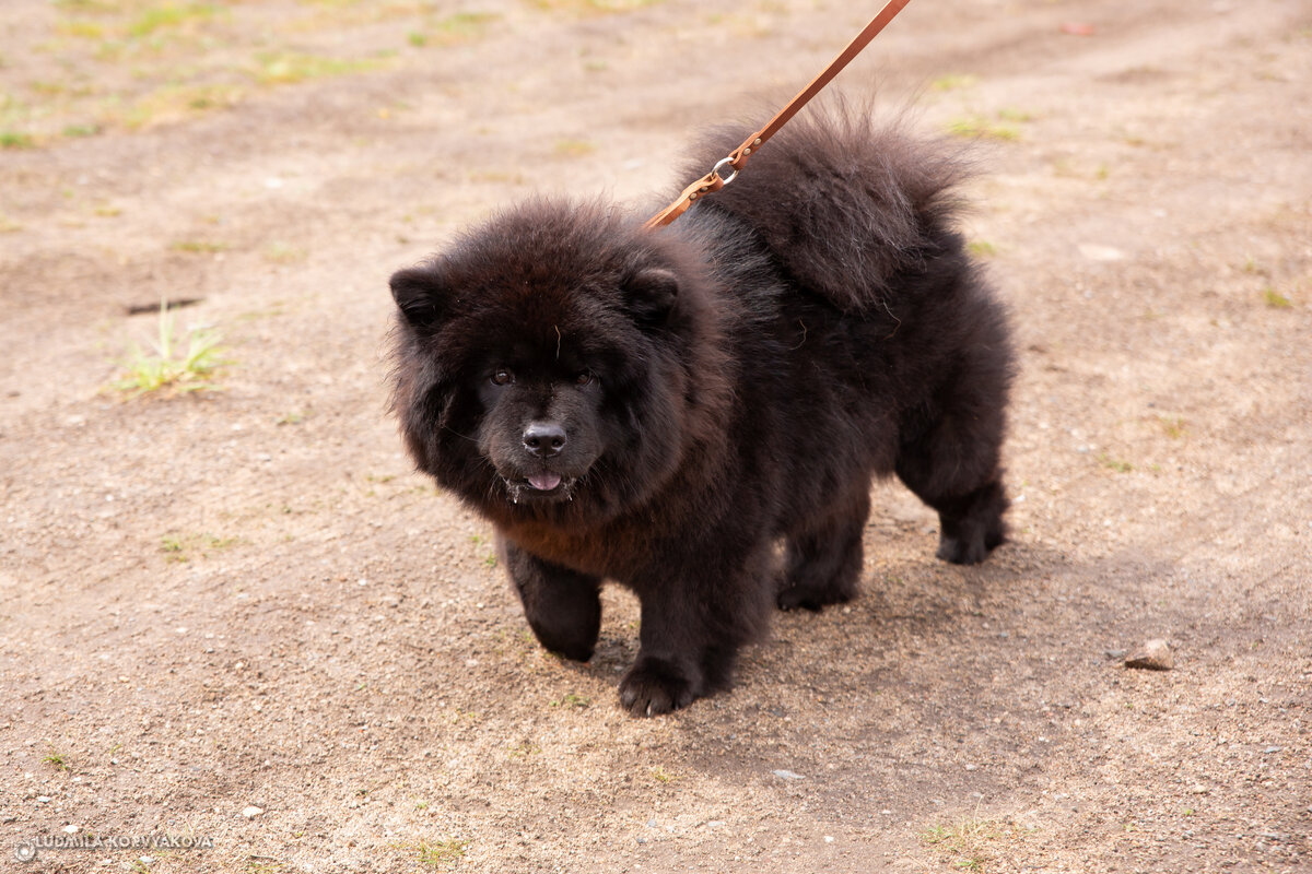    Выставка собак скрасила жителям Карелии дождливый день