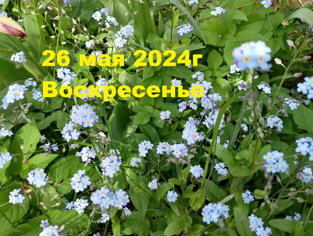 Народные приметы на 26 мая 2024 г., Воскресенье. Число дня 3. | В Свет В |  Дзен