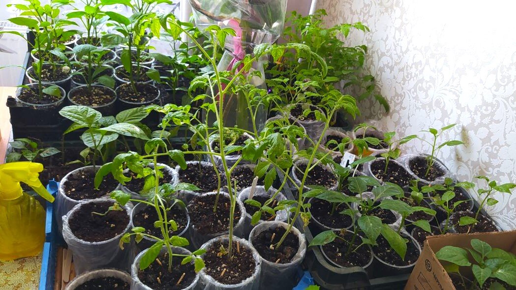 Переросшая рассада томатов, такая будет болеть, т.к. уже привыкла к своему горшку