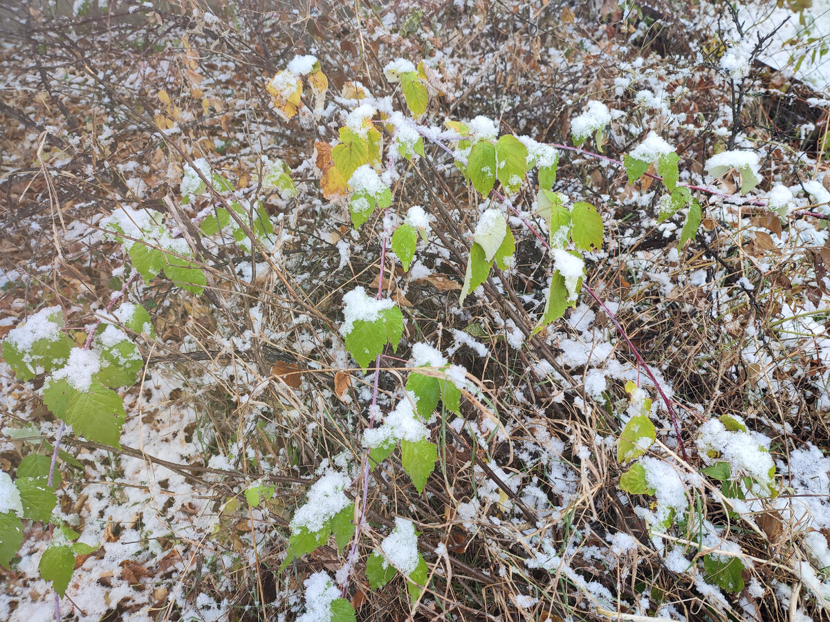 Тайга в Приморье поздней осенью