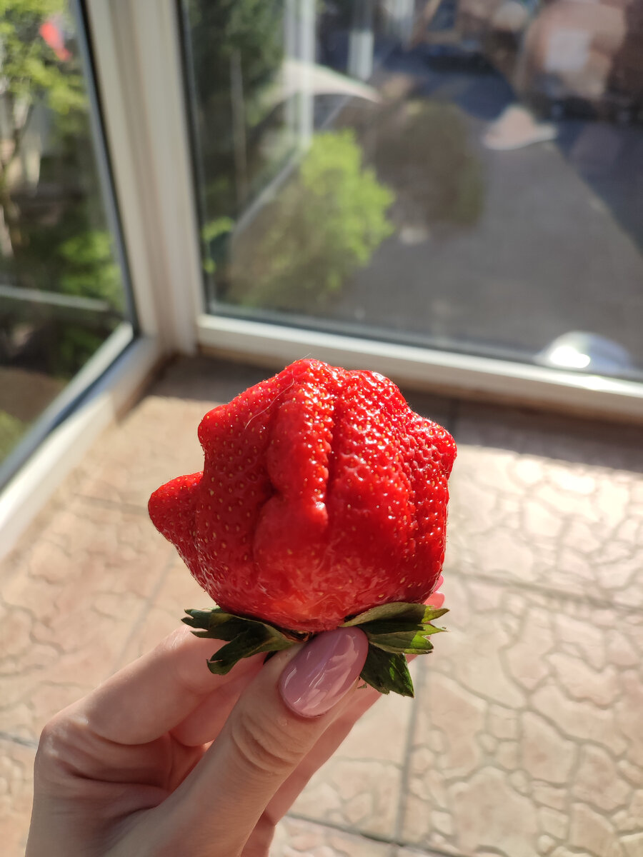 Клубника-мутант! Она пыталась вырасти в пятипалуюю руку. Ну похожа ведь на человеческую)