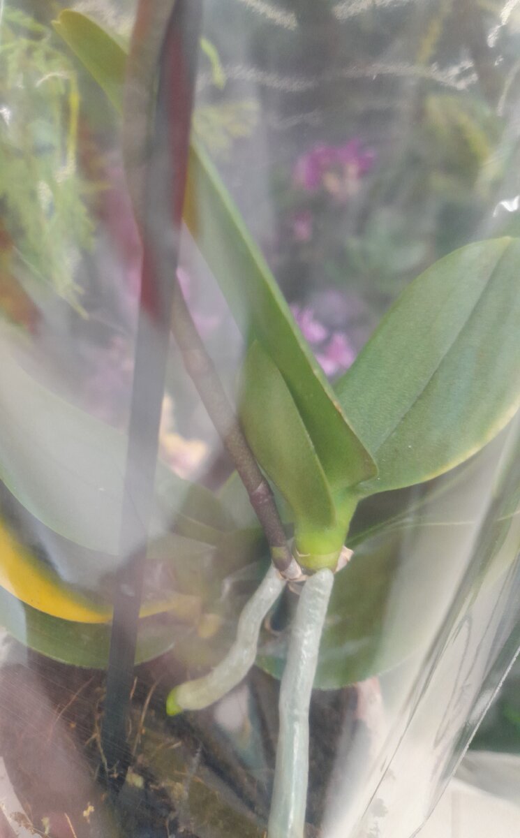 Кому-то жутко повезёт: минька с деткой на цветоносе, у которой есть свой цветонос