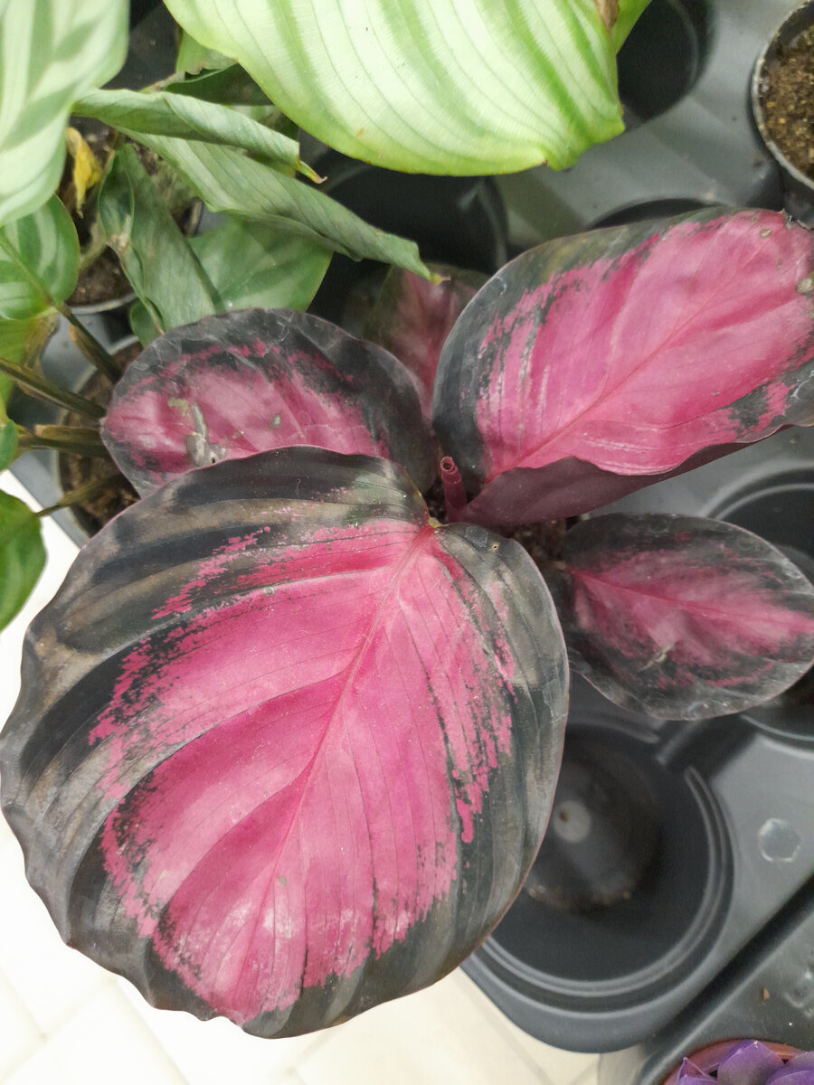 А вот это вообще нежданчик - калатеи