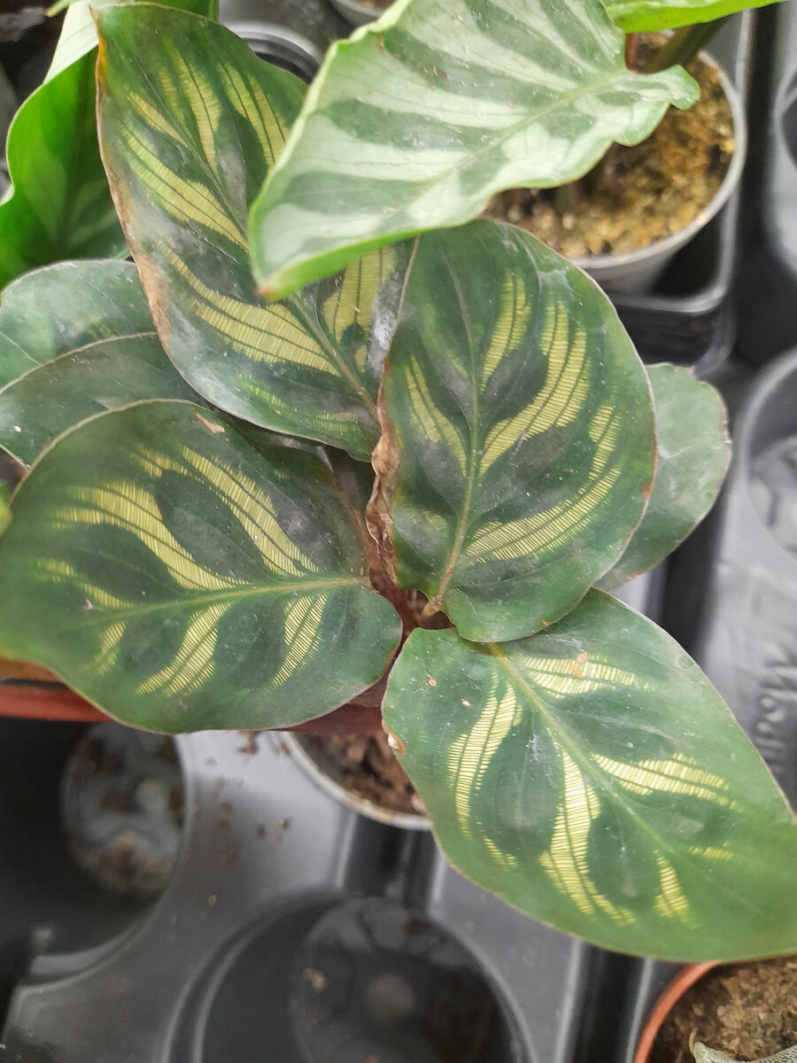 Как же красиво переливаются эти листики на свету!