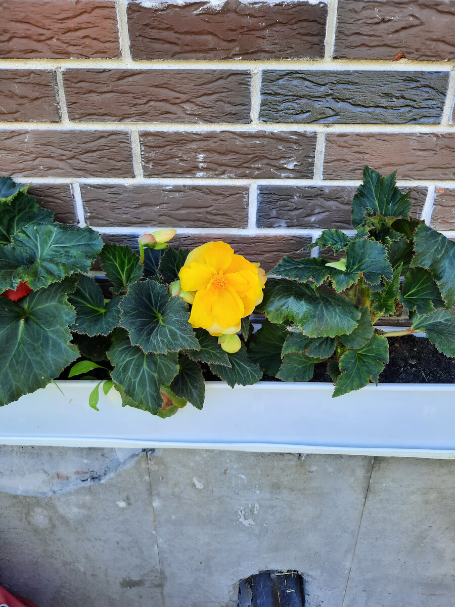 Бегония. Фото 2022 года.