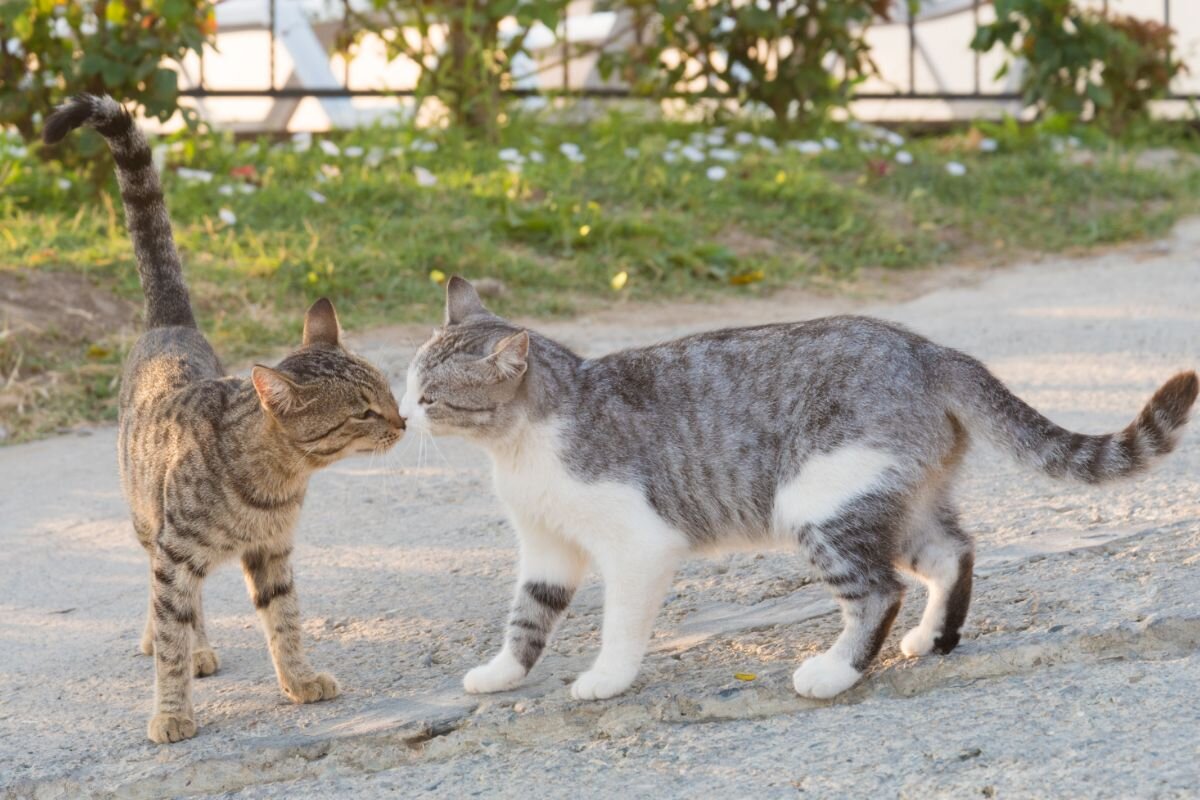 Кот с кошкой 