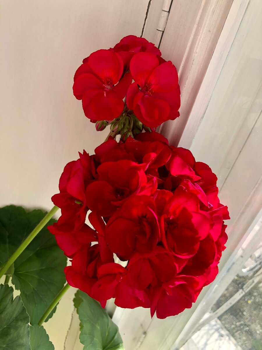 Герань - цветок семейного счастья.