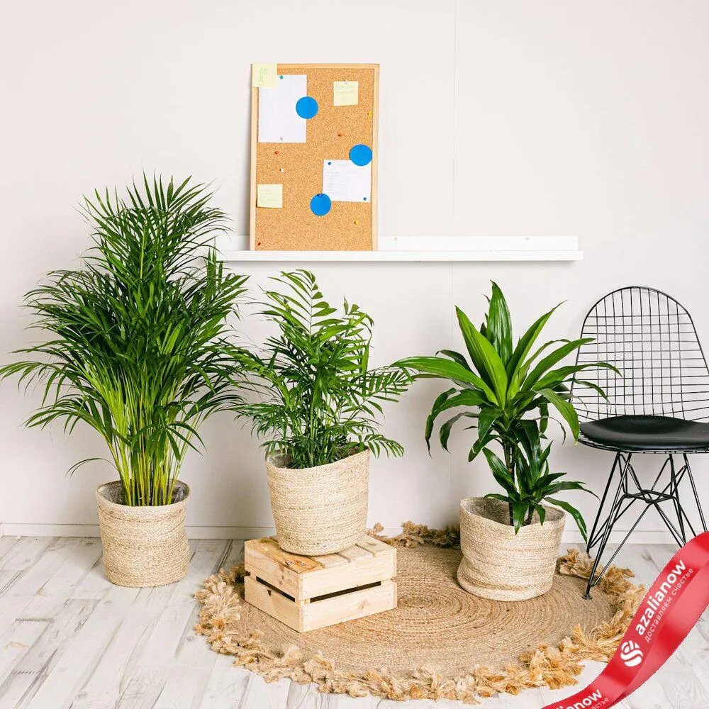 Фото: Набор из 3 растений для офиса от AzaliaNow