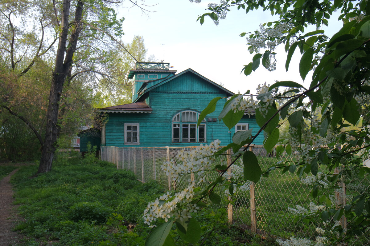 последние дни необлетевшей черёмухи успела заснять!