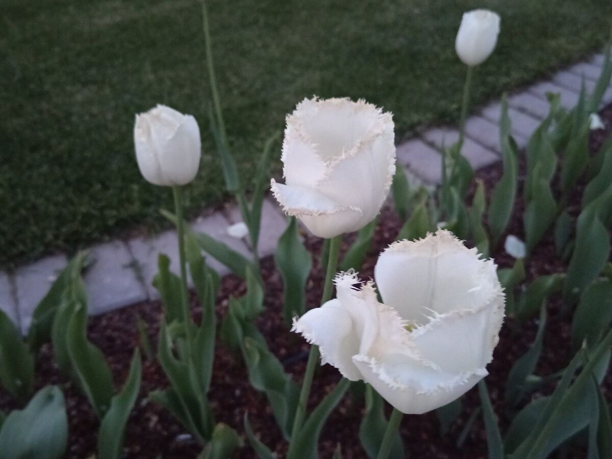 Тюльпаны во дворе Винновского монастыря. Фото автора. Май 2024.