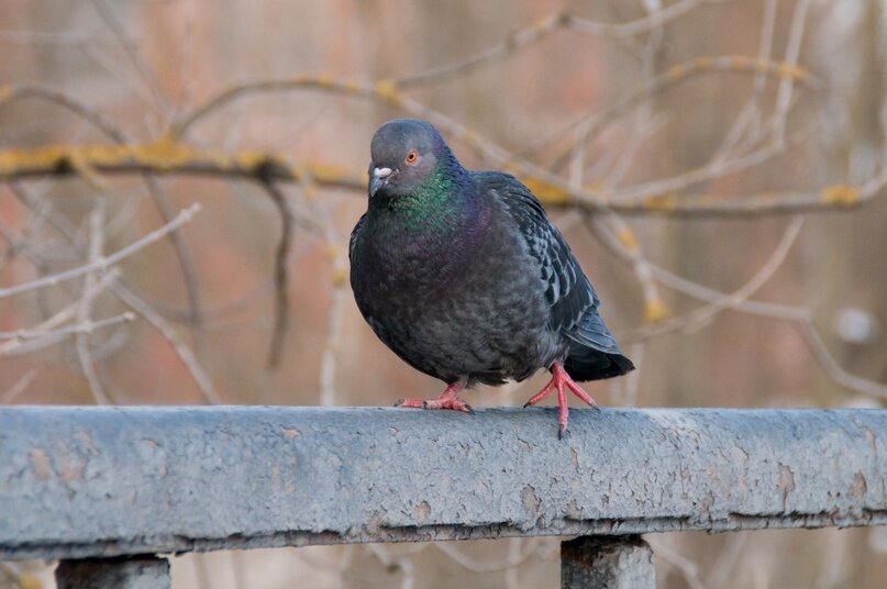 Сизый голубь (лат. Columba livia)