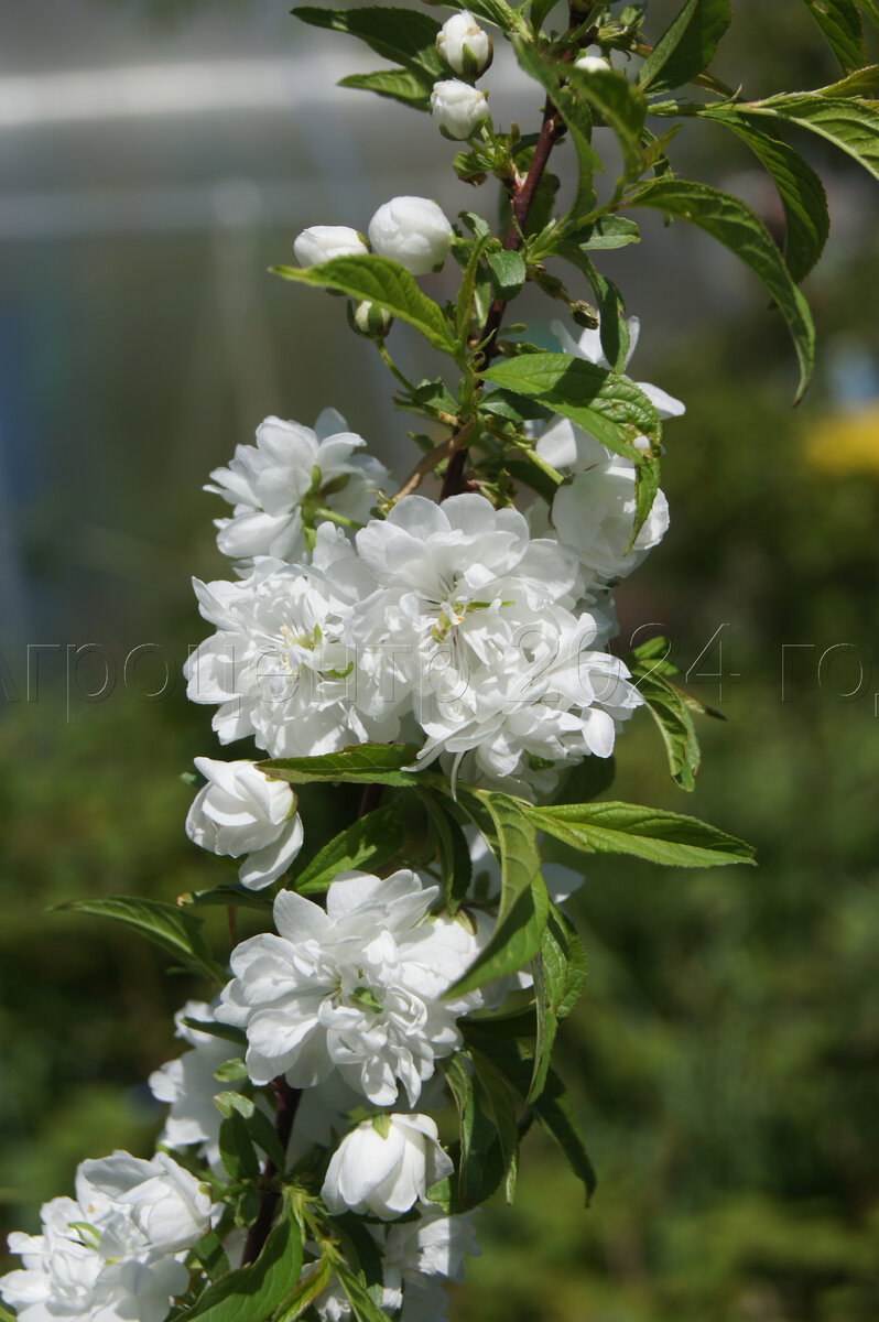 Вишня железистая 