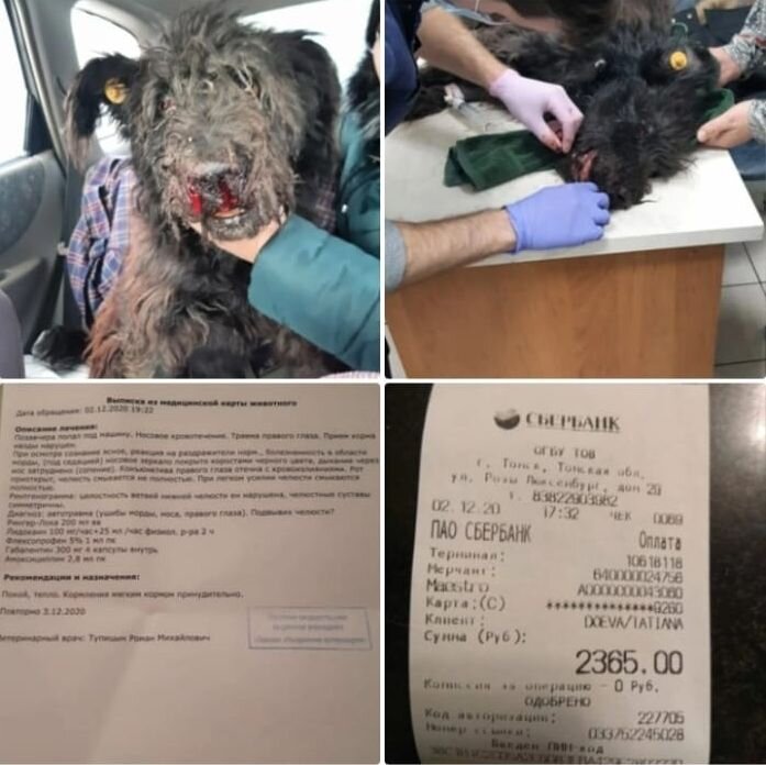 Помощь Чернышу, 2020 год