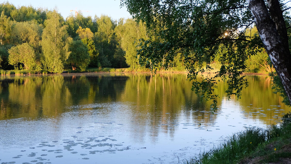 Место "хора" лягух