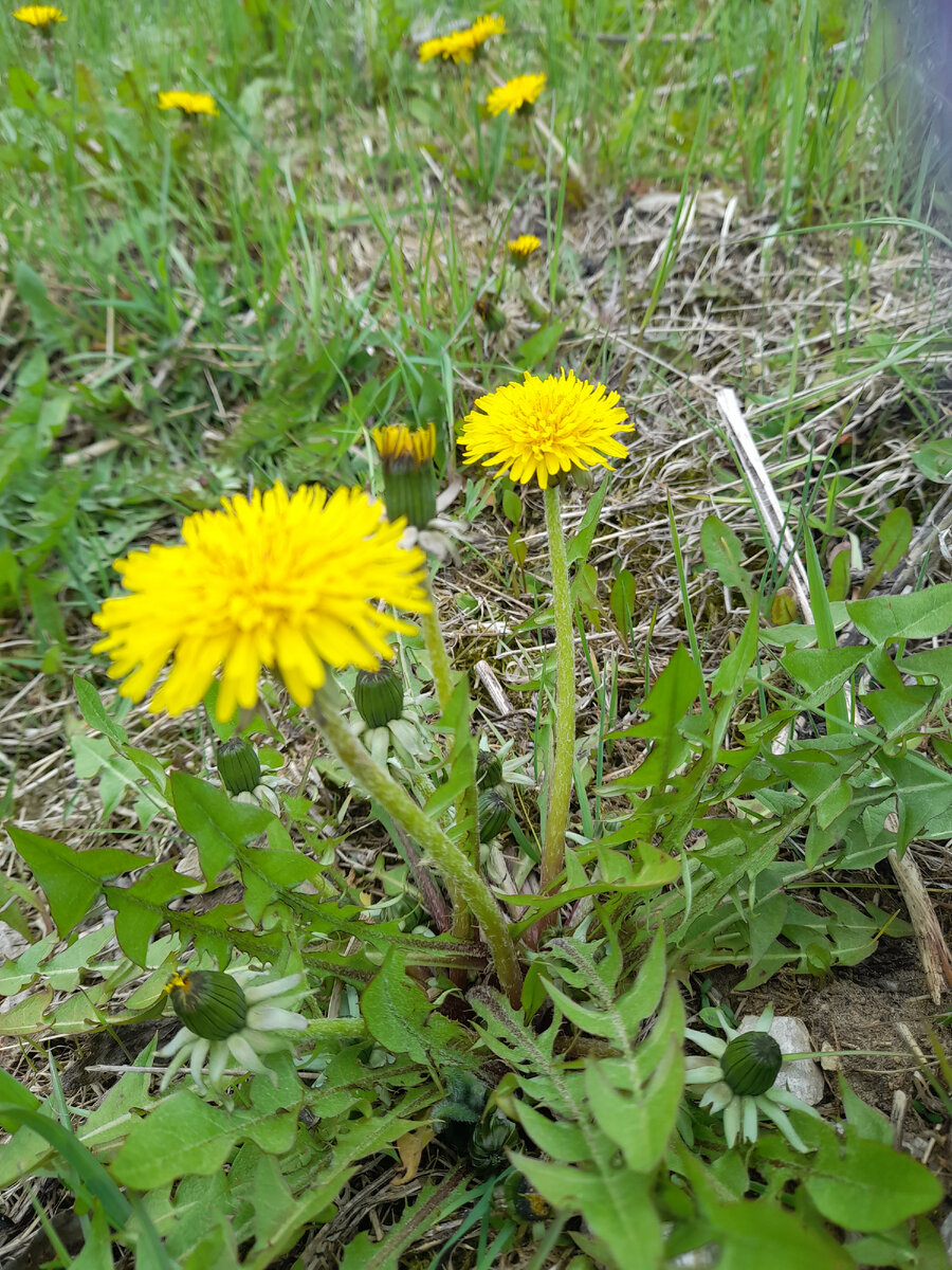 Майские одуванчики