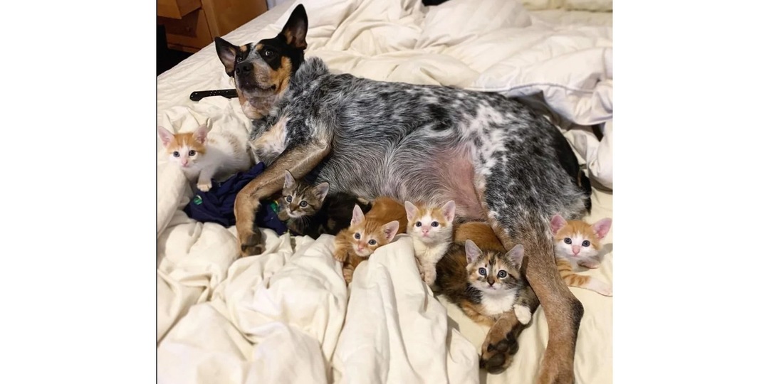 Пес стал папой для шести крошечных котят
