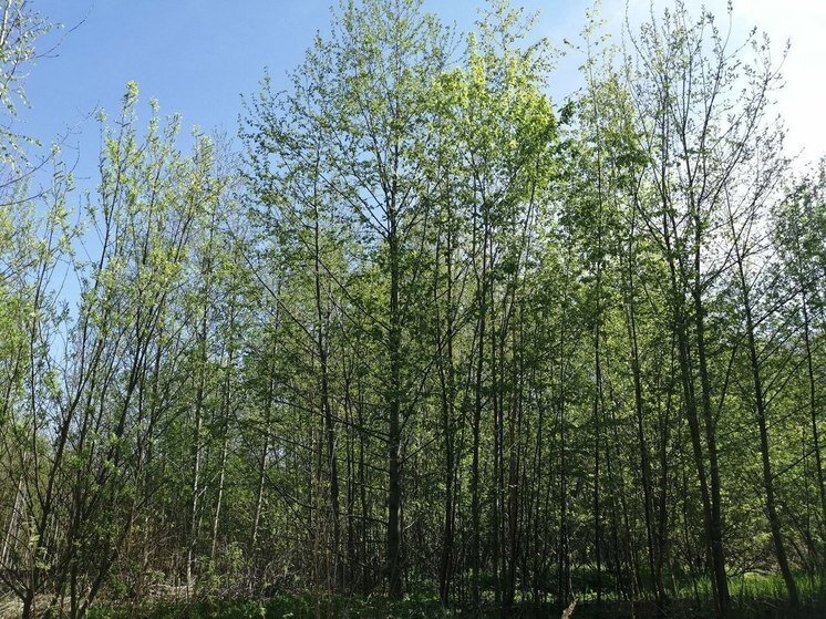     Фото: МК в Калининграде