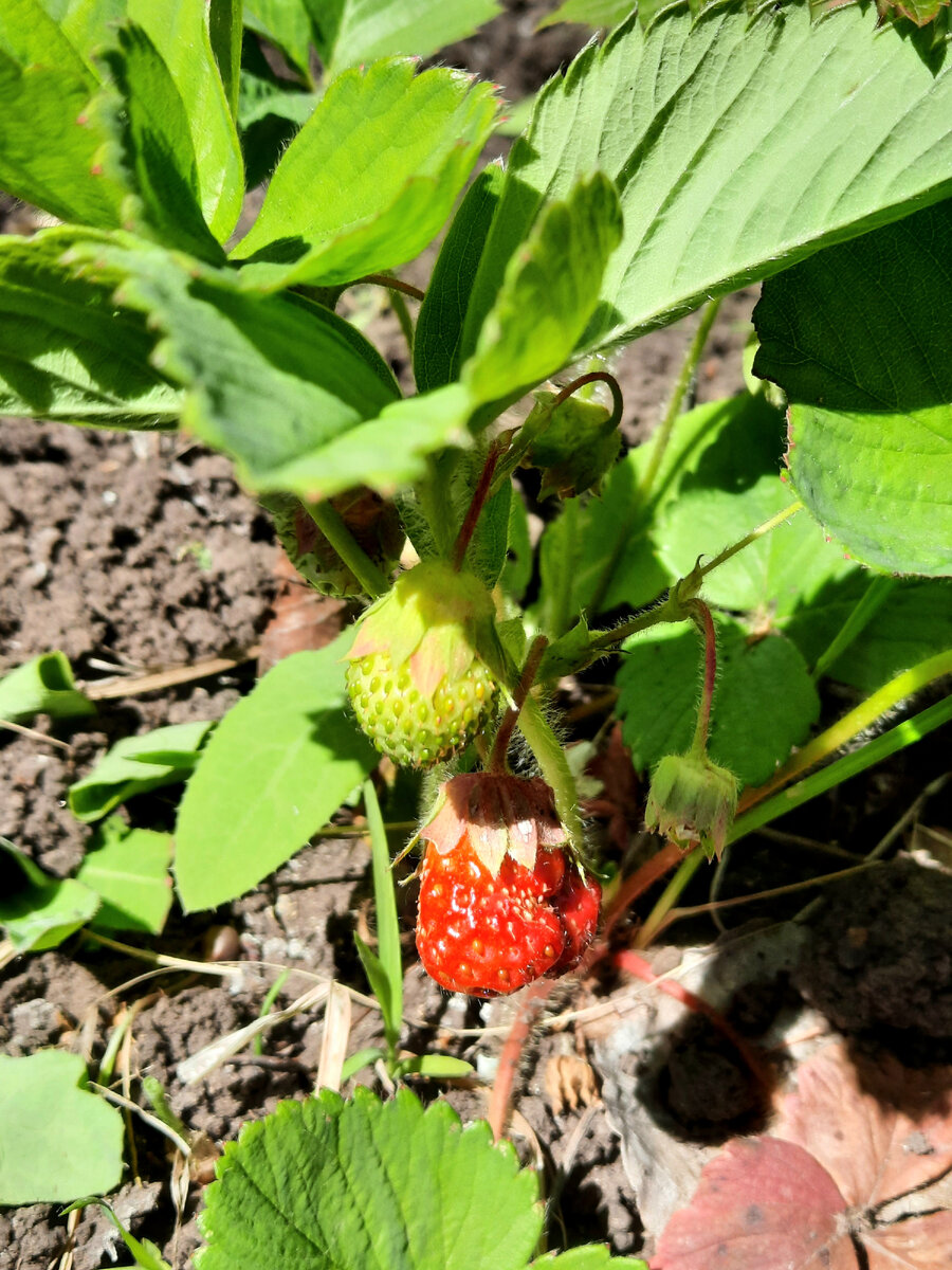 Начала спеть 