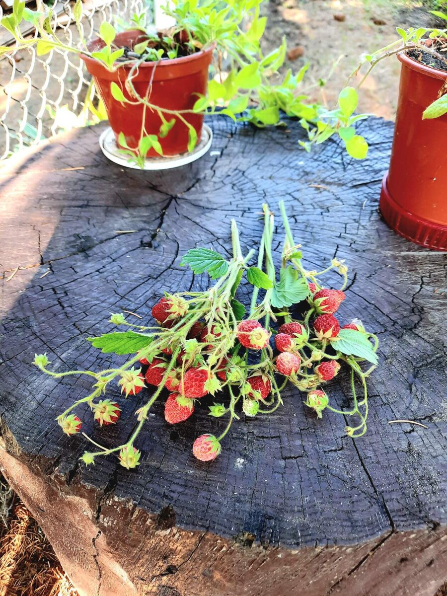 Садовая земляника 