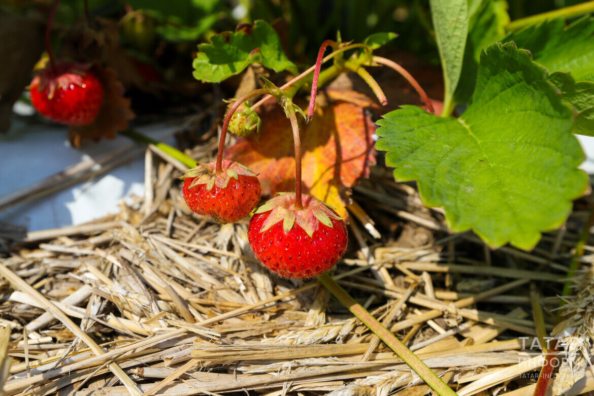 ​Мульчирование полезно во многих отношениях Фото: © Салават Камалетдинов / «Татар-информ»