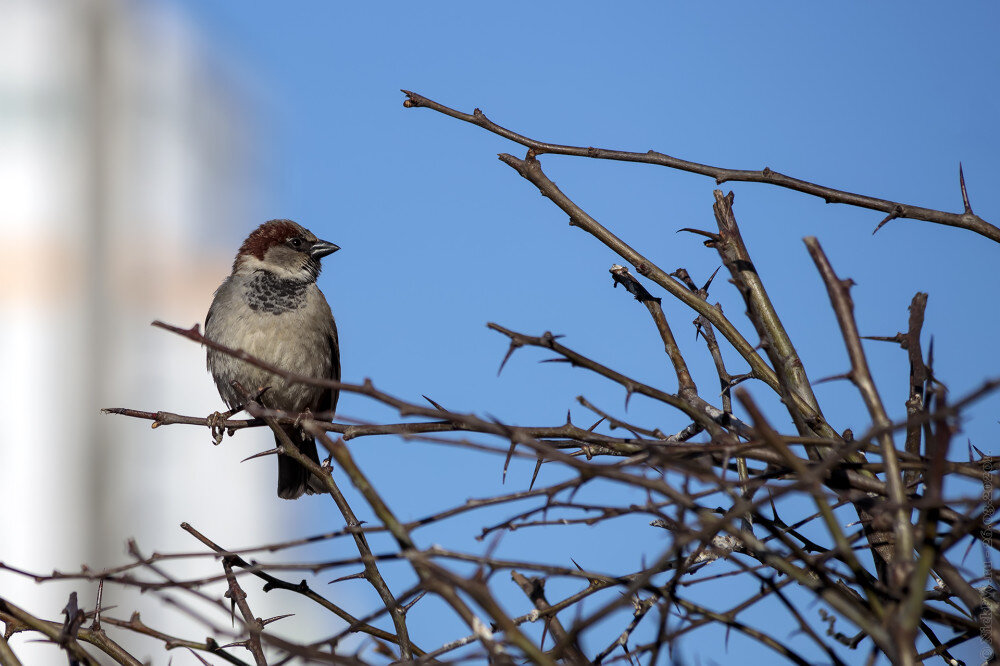 2. Самец Домового воробья © NickFW.ru - 26.03.2020г.