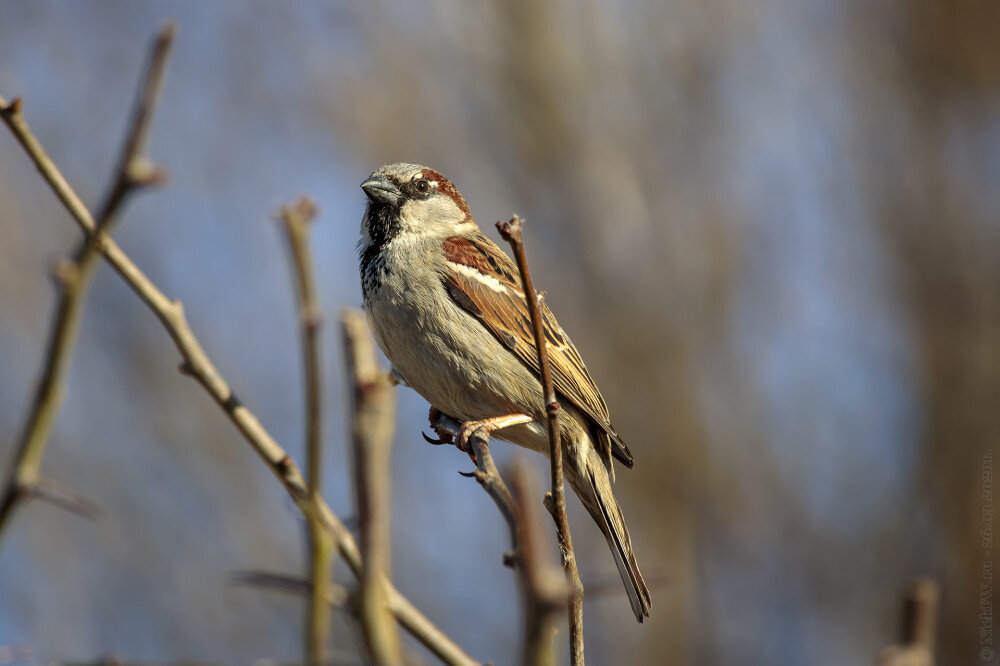 1. Самец Домового воробья © NickFW.ru - 26.03.2020г.