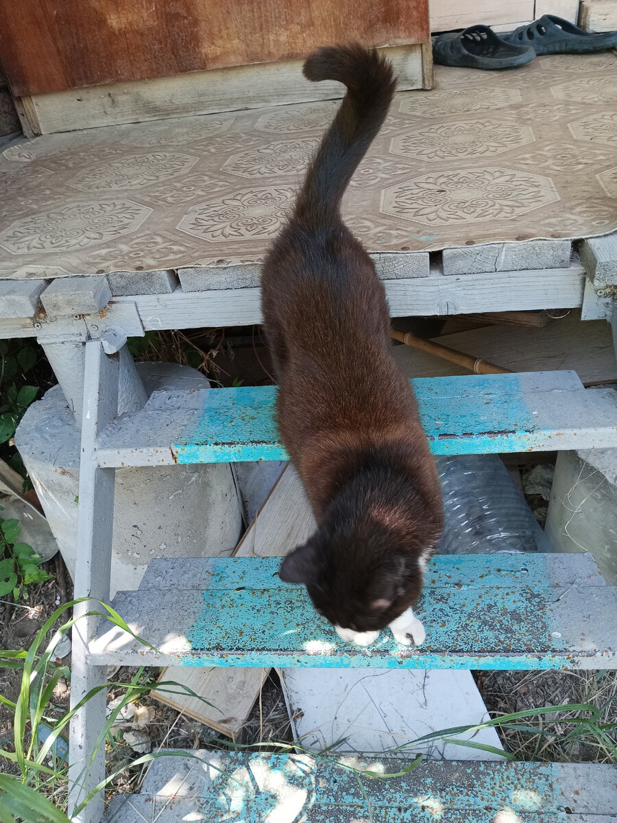 котик. ОДИН