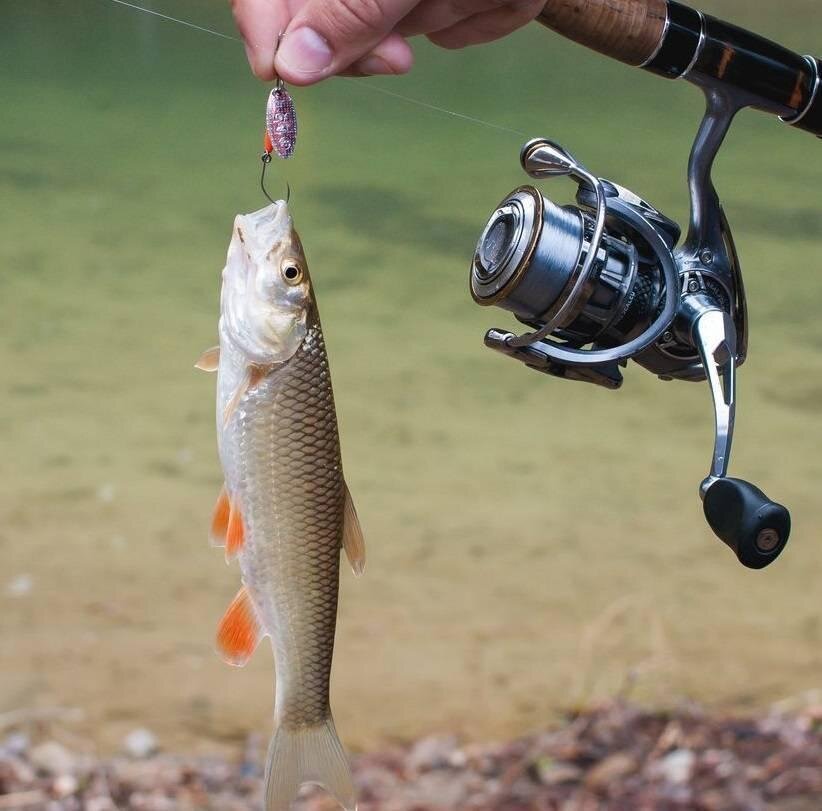Голавль в жару ОnlyFishing Дзен