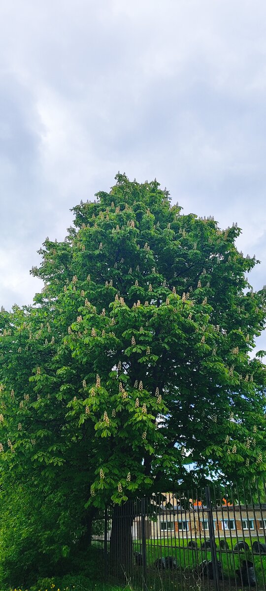 Каштан цветёт. Фото: Краса Елена